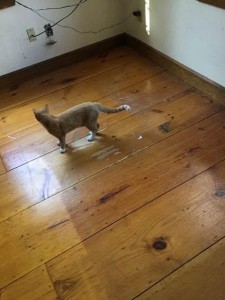 cat on hardwood floor