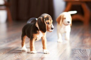 hardwood flooring durable for dogs