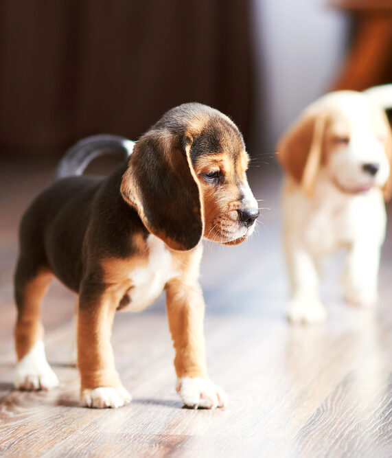 hardwood flooring durable for dogs